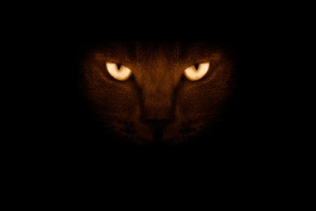 View from the darkness. muzzle a cat on a black background.の写真素材