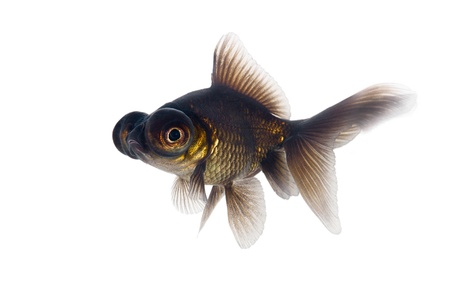 Black goldfish on a white backgroundの写真素材