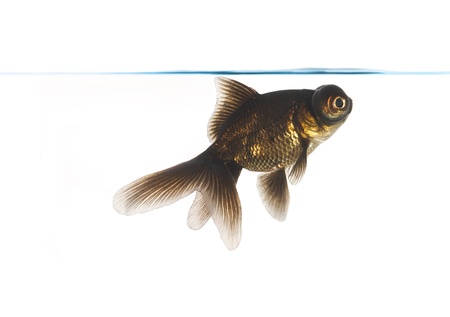 Black goldfish on a white backgroundの写真素材