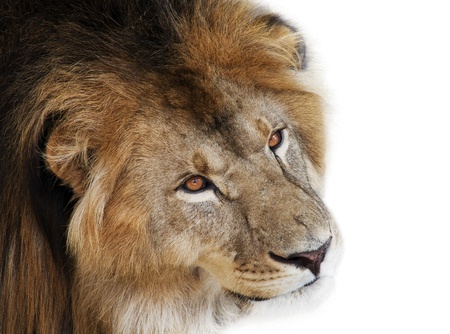 noble lion on a black backgroundの写真素材
