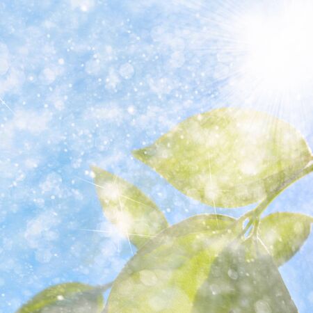 leaf and dropの写真素材