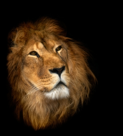lionの写真素材