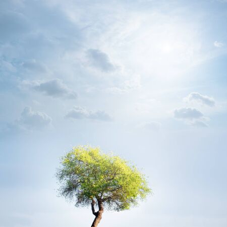 tree on the sky backgroundの写真素材