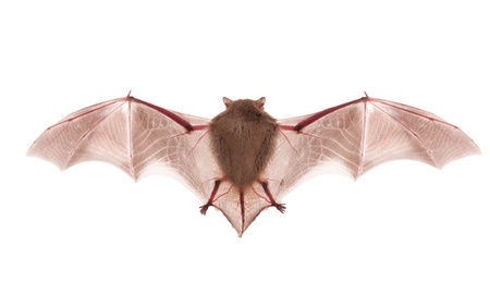 bat on the white backgroundの写真素材