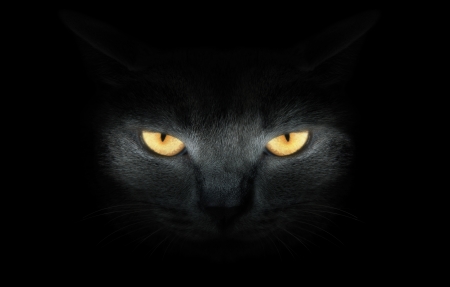 cat の写真素材