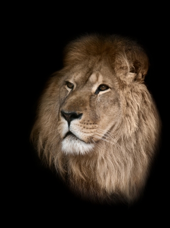 lionの写真素材