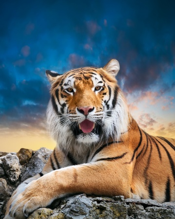 tiger on the sky backgroundの写真素材