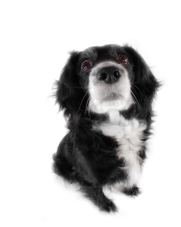 dog on a white backgroundの写真素材