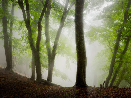 Fog forestの写真素材