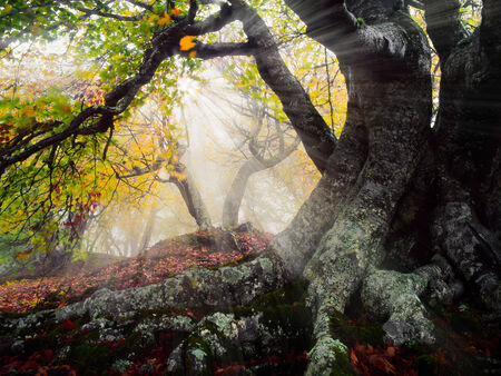 Forestの写真素材