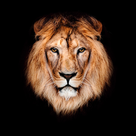 Beautiful lion on a black background.