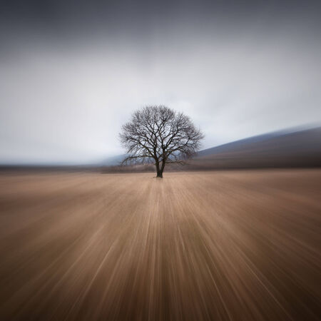 Tree and stormの写真素材