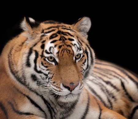 Beautiful tiger on a black background.の写真素材