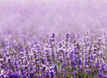 Lavenderの写真素材