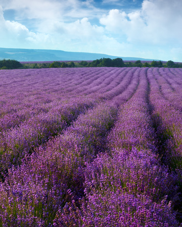 Lavender field on a background of clouds and mountainsの写真素材