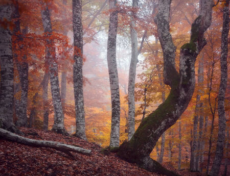 Autumn beautiful forestの写真素材