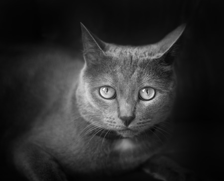 Muzzle a cat on a red background.の写真素材