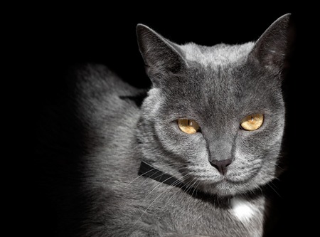 Muzzle a cat on a black background.の写真素材