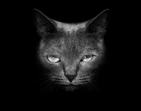 Muzzle a cat on a black background.の写真素材