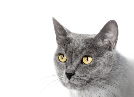Muzzle a cat on a white background.の写真素材