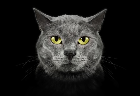 Muzzle a cat on a black background.の写真素材
