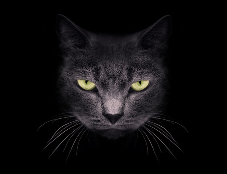 Muzzle a cat on a black background.の写真素材
