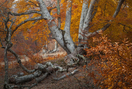 Autumn beautiful forestの写真素材