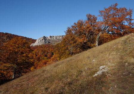 Autumn beautiful forestの写真素材