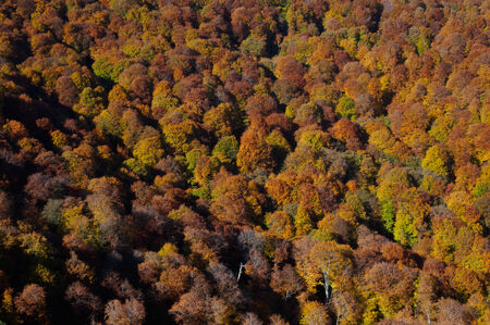Autumn beautiful forestの写真素材