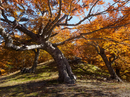Autumn beautiful forestの写真素材