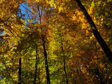 Autumn beautiful forestの写真素材