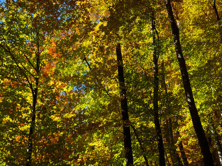 Autumn beautiful forestの写真素材
