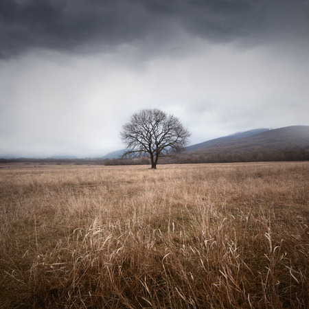 Tree and stormの写真素材