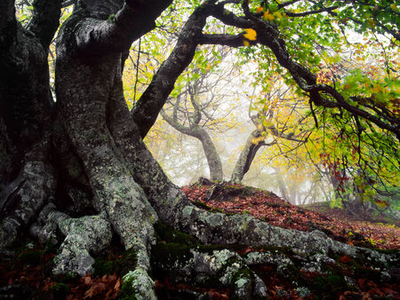 Forestの写真素材