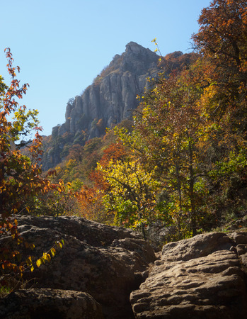 Autumn beautiful forestの写真素材