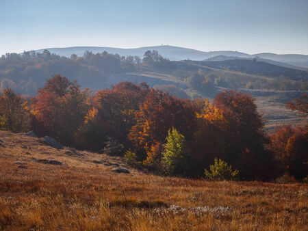 Autumn beautiful forestの写真素材