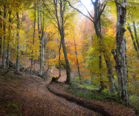 Autumn beautiful forestの写真素材