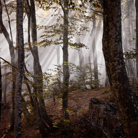 Autumn beautiful forestの写真素材