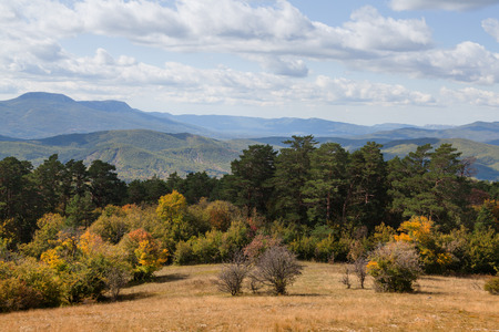 Autumn forest photographed during the day in the mountainsの写真素材