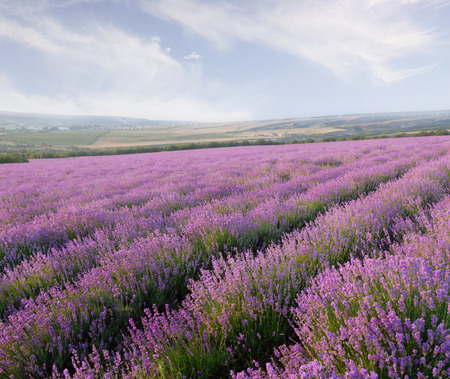 Lavender field on a background of clouds and mountainsの写真素材