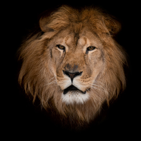 Beautiful lion on a black background.の写真素材