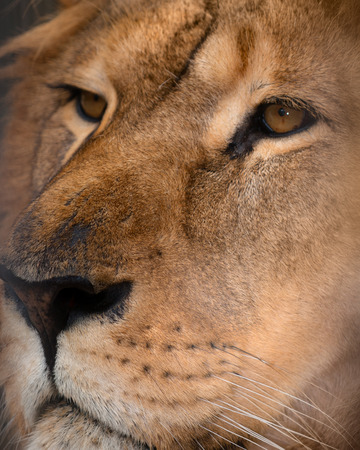 Beautiful lion on a black background.の写真素材