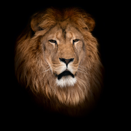 Beautiful lion on a black background.の写真素材