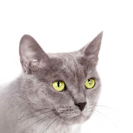 Muzzle a cat on a white background.の写真素材