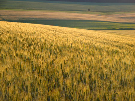 green wheat field at sunsetの写真素材