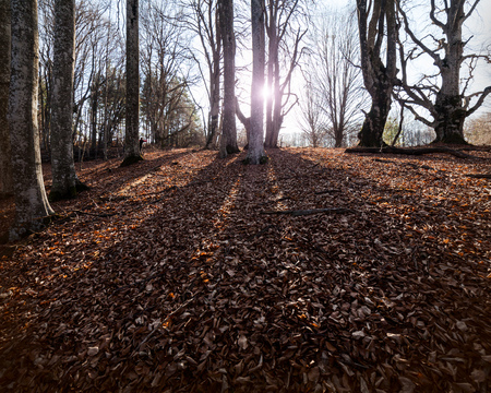 Beech forest on the sky backgroundの写真素材