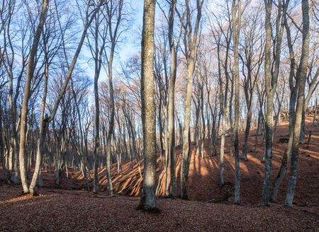 Beech forest on the sky backgroundの写真素材