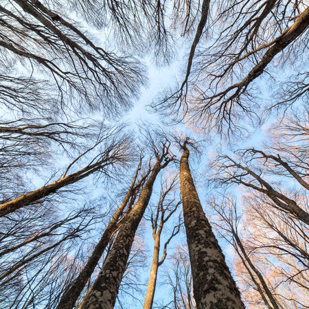 Beech forest on the sky backgroundの写真素材