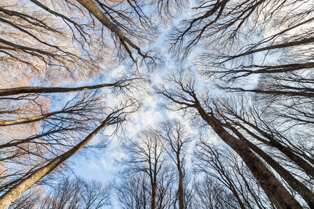 Beech forest on the sky backgroundの写真素材