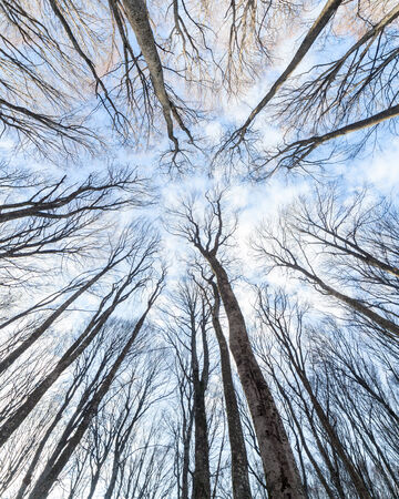 Beech forest on the sky backgroundの写真素材